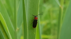 Silis ruficollis