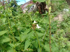 Delta campaniforme campaniforme