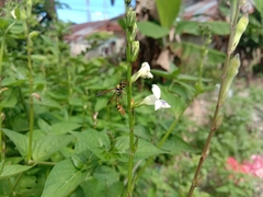 Delta campaniforme campaniforme