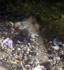 Platycephalus grandispinis