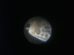 Medauroidea extradentata