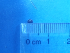 Medauroidea extradentata