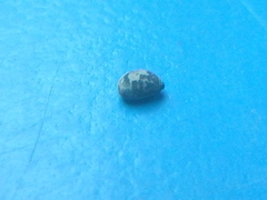 Medauroidea extradentata