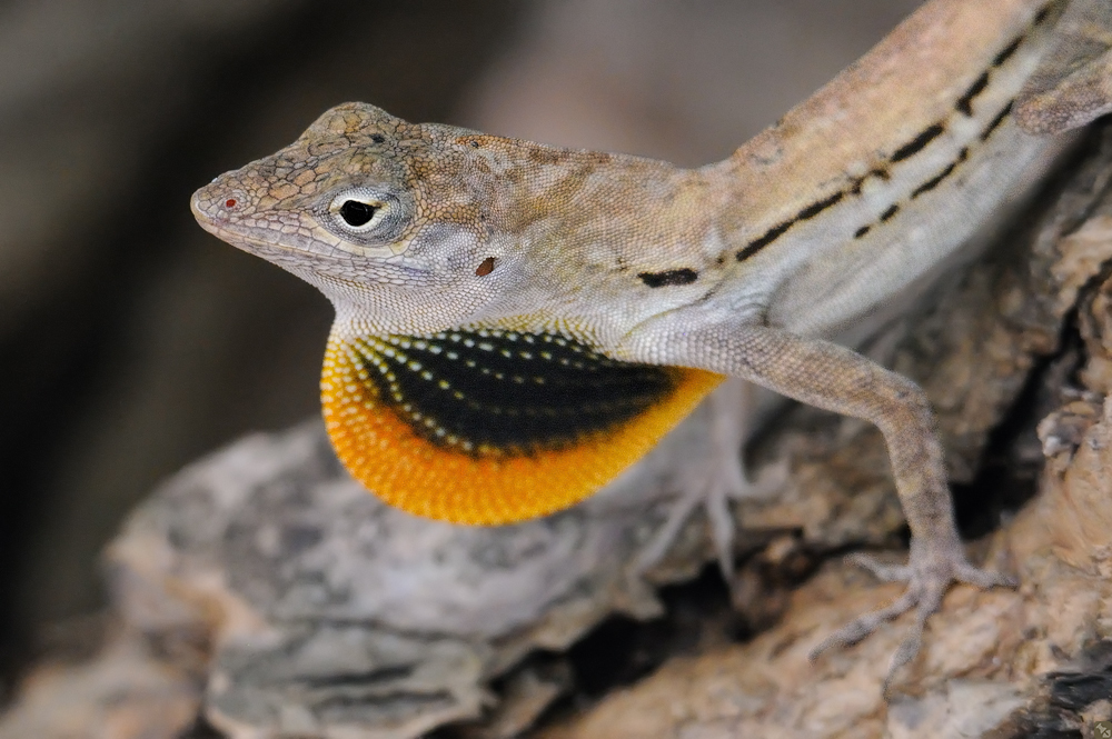 Striped Anole