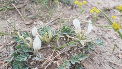 Astragalus scaberrimus