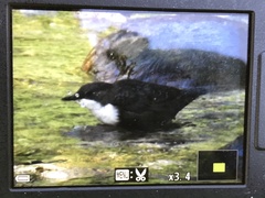 Cinclus cinclus aquaticus