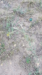 Astragalus melilotoides