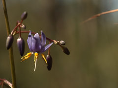 Dianella crinoides
