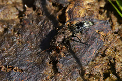 Ontholestes murinus