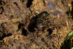 Ontholestes murinus