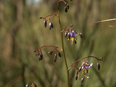 Dianella crinoides