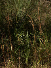 Dianella crinoides