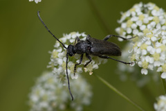 Lepturopsis dolorosa