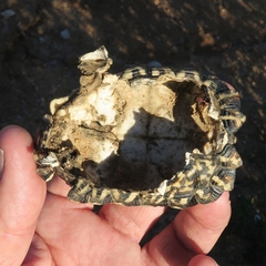 Psammobates tentorius