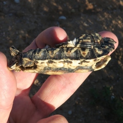 Psammobates tentorius