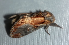 Notodonta scitipennis