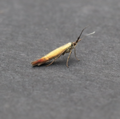 Coleophora deauratella