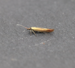 Coleophora deauratella
