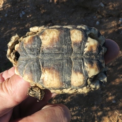 Psammobates tentorius