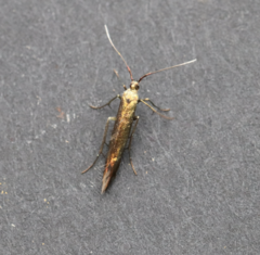 Coleophora deauratella