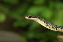 Dendrelaphis tristis