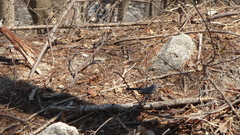 Polioptila albiloris