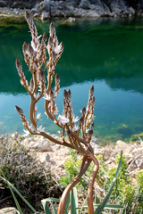 Asphodelus ramosus ramosus