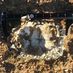 Psammobates tentorius