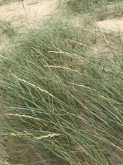Elymus farctus