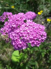 Achillea