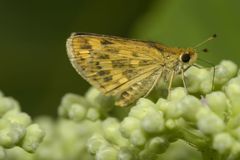 Taractrocera ceramas