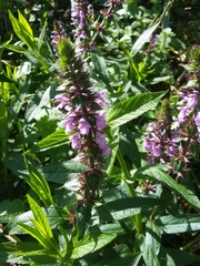 Stachys palustris