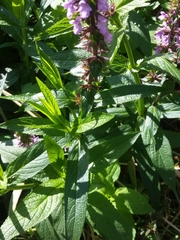 Stachys palustris