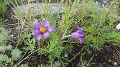 Pulsatilla tenuiloba