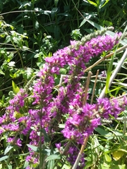 Lythrum salicaria