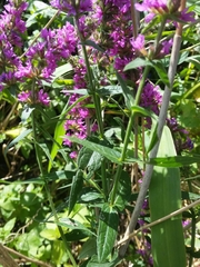 Lythrum salicaria