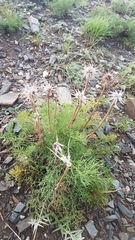 Pulsatilla tenuiloba