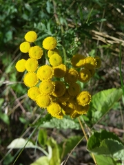 Tanacetum vulgare