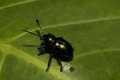 Platycorynus decemnotatus