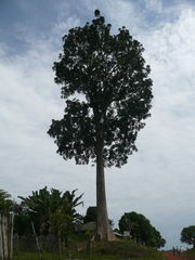 Entandrophragma angolense