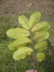 Entandrophragma angolense