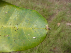 Entandrophragma angolense