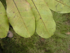 Entandrophragma angolense