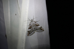 Aplocera praeformata