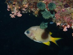 Chromis analis