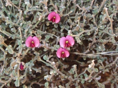 Isotropis centralis