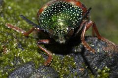 Sternocera chrysis