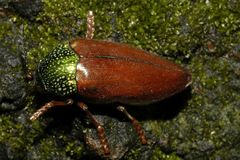 Sternocera chrysis