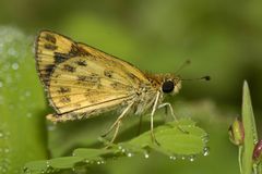 Taractrocera ceramas