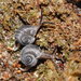 Charopinae - Photo (c) Reiner Richter,  זכויות יוצרים חלקיות (CC BY-NC-SA), uploaded by Reiner Richter